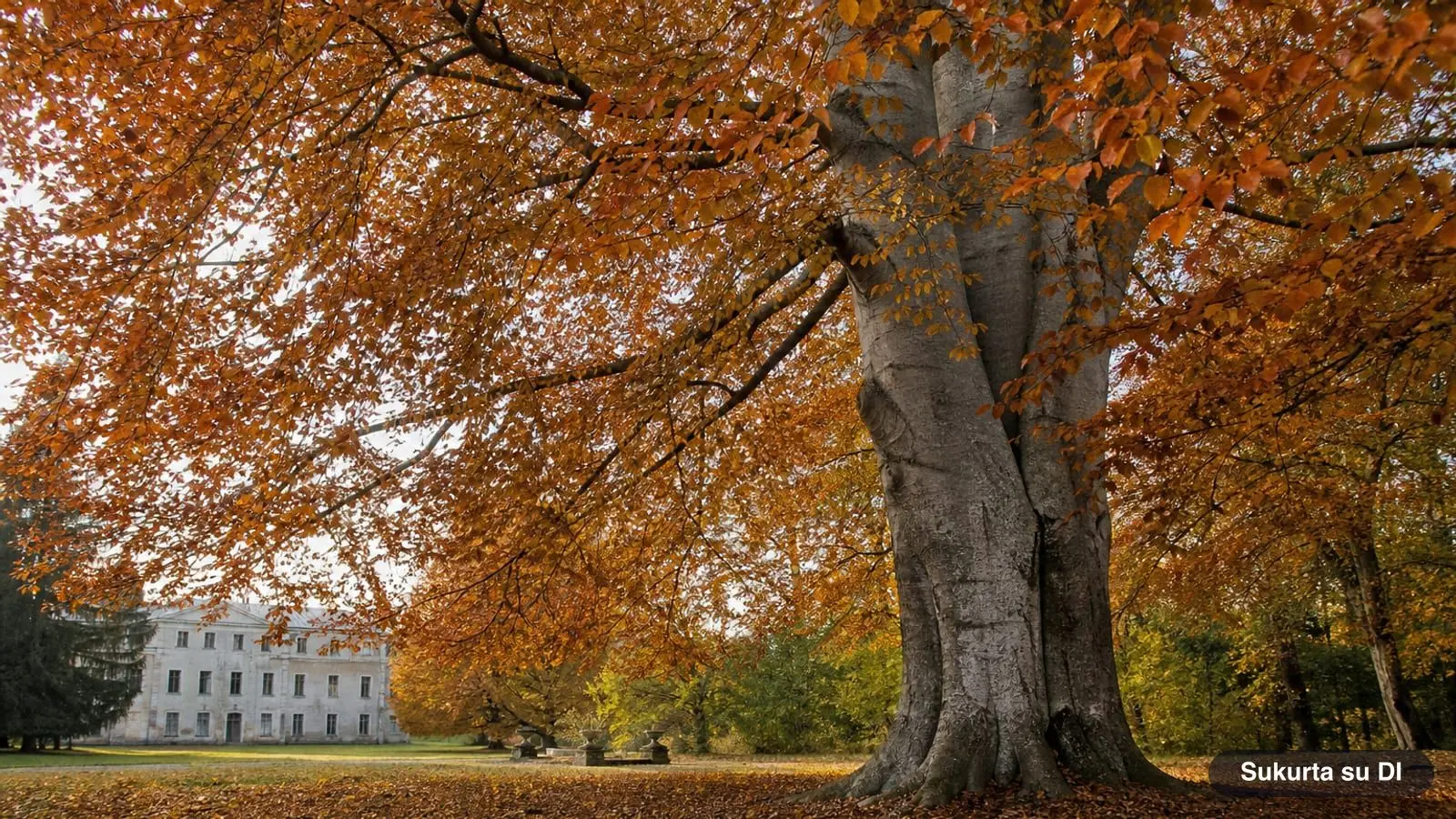 European Beech: Leaves, Nuts, Bark, and Identification