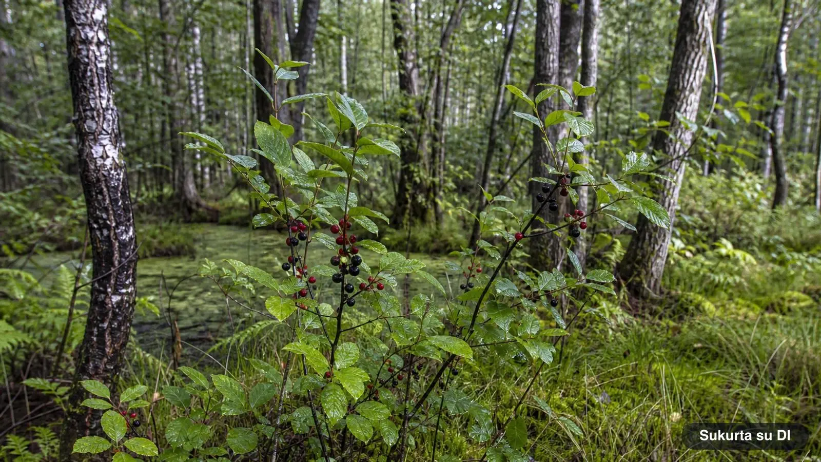 Alder Buckthorn: Berries, Bark & Brimstone Butterfly