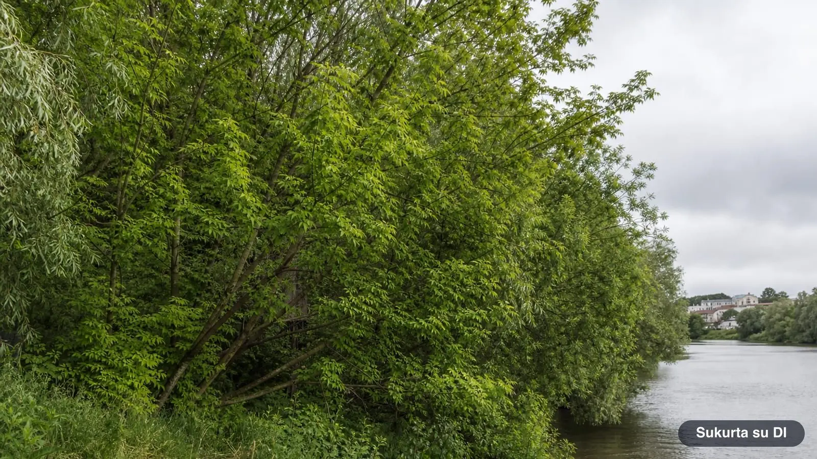 Invasive Trees: Box Elder, Black Locust, and Black Cherry