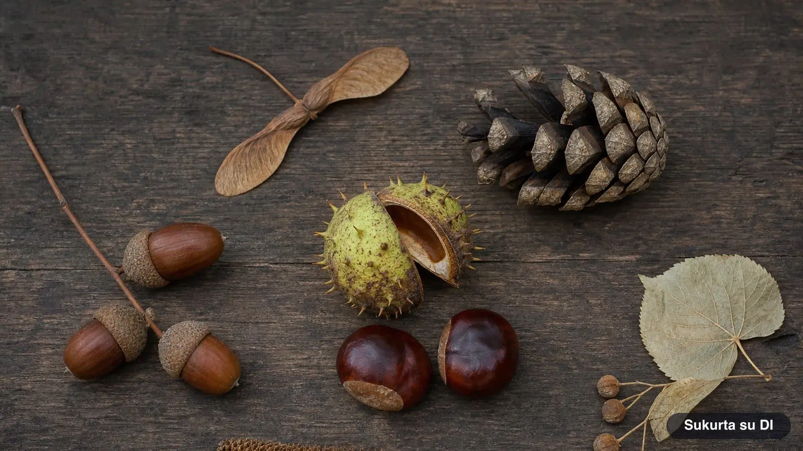 Tree Seeds and Fruits: Acorns, Samaras, Cones and Growing Trees