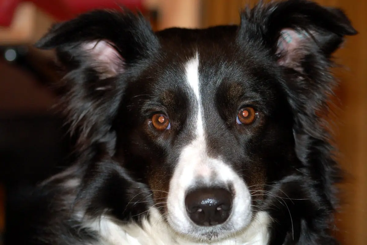 Border Collie: Temperament, Size, Care & Health