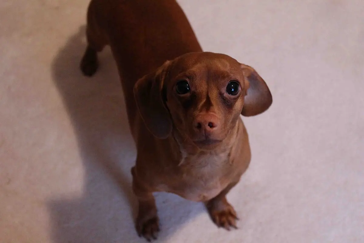 Dachshund: Size, Temperament, Coat Types & Back Health