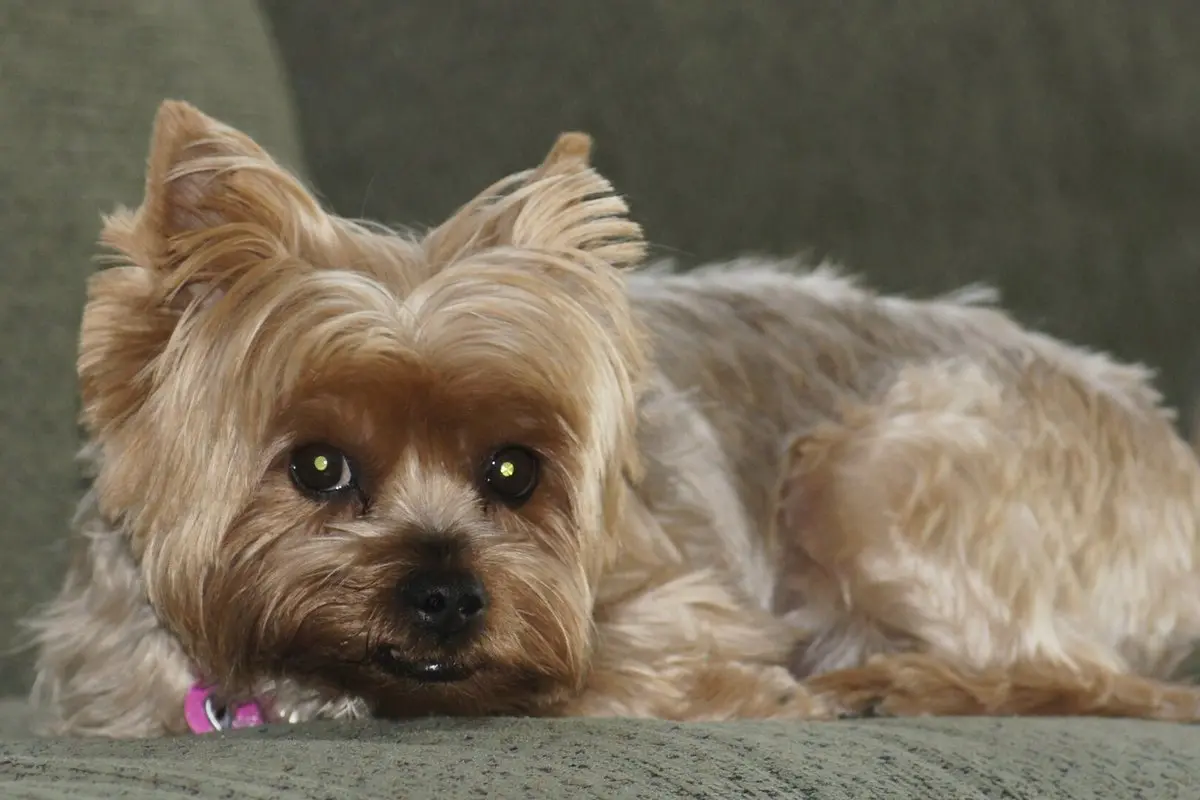 Yorkshire Terrier: Temperament, Size, Care & Health