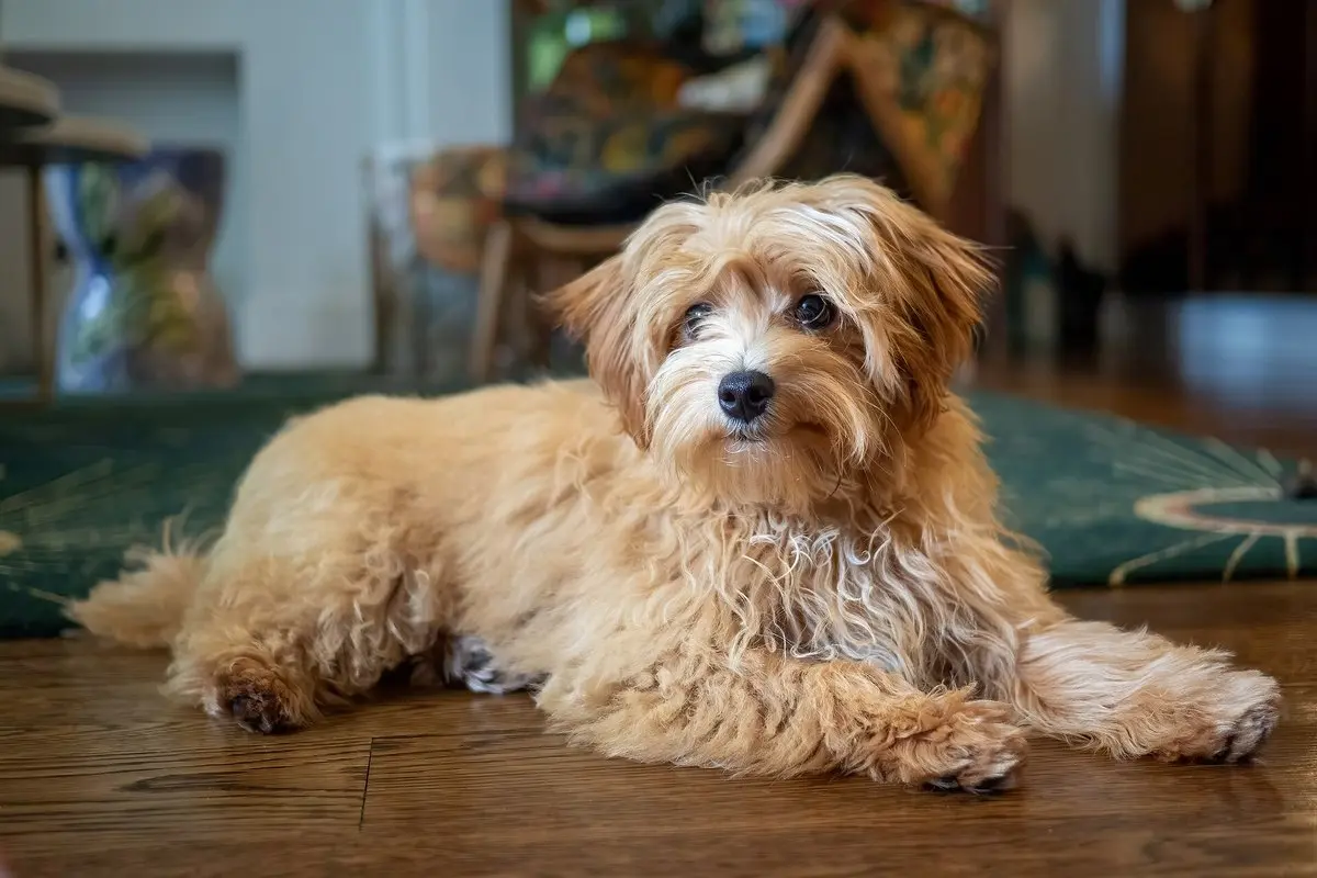 Maltipoo, Labradoodle & Poodle Mixes: Size, Care & Health
