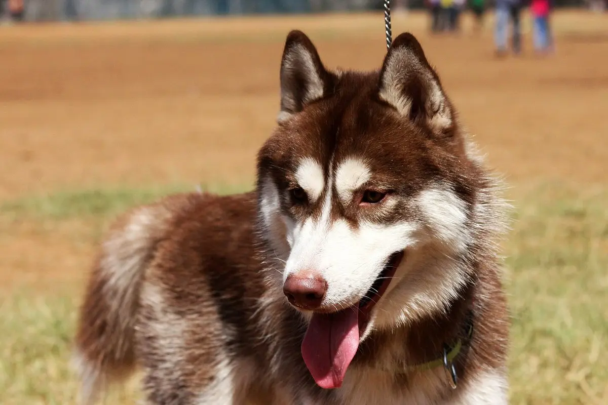 Siberian Husky: Temperament, Size, Blue Eyes, Care & Health