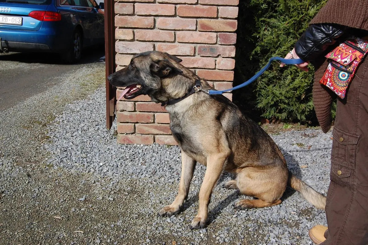 Belgian Malinois: Temperament, Size, Care & Health