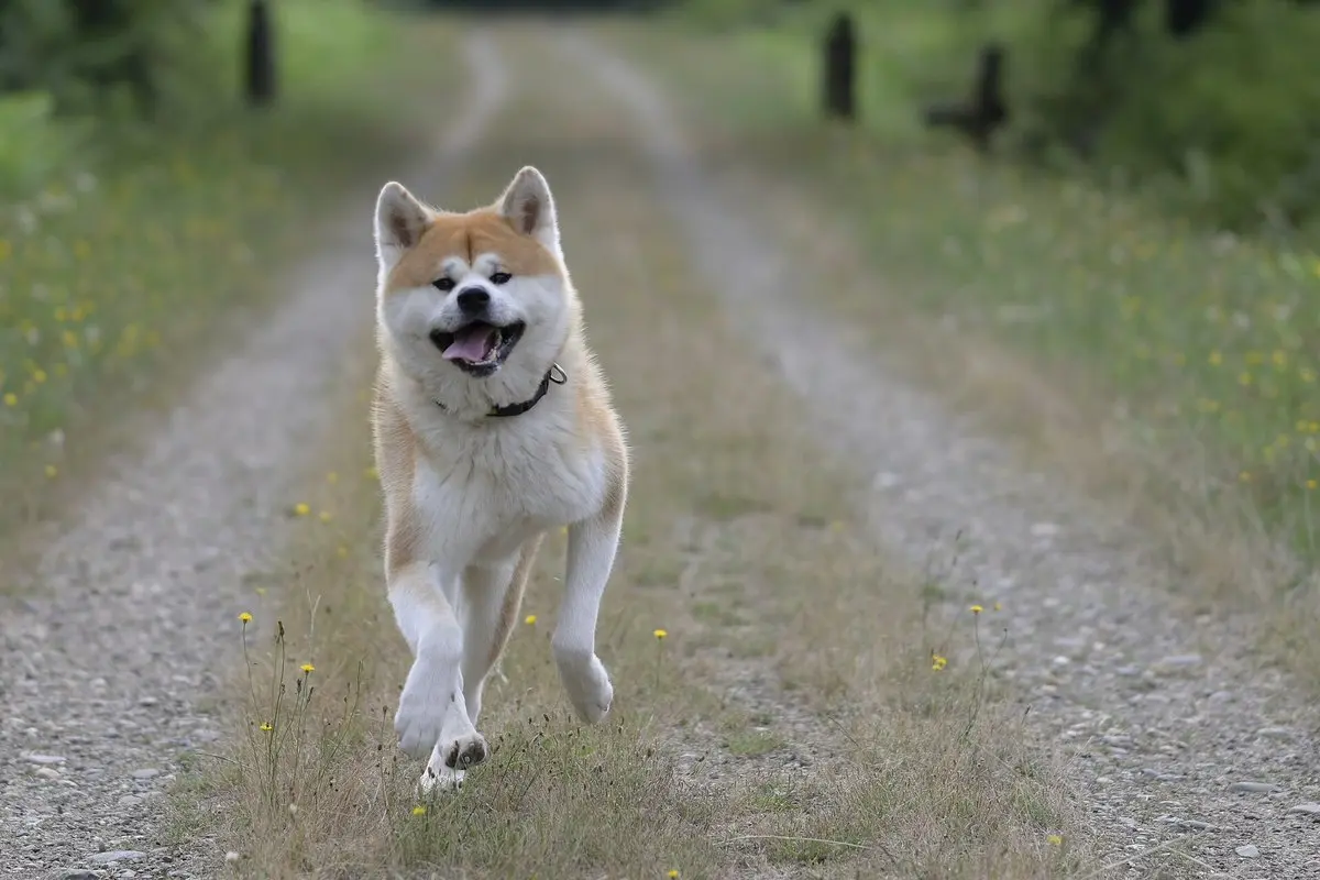 Akita: Temperament, Size, Care & the Hachiko Story