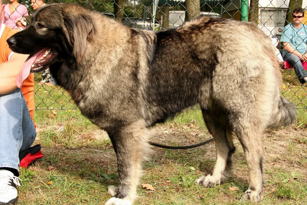 Caucasian Shepherd Dog: Temperament, Size, Care & Training