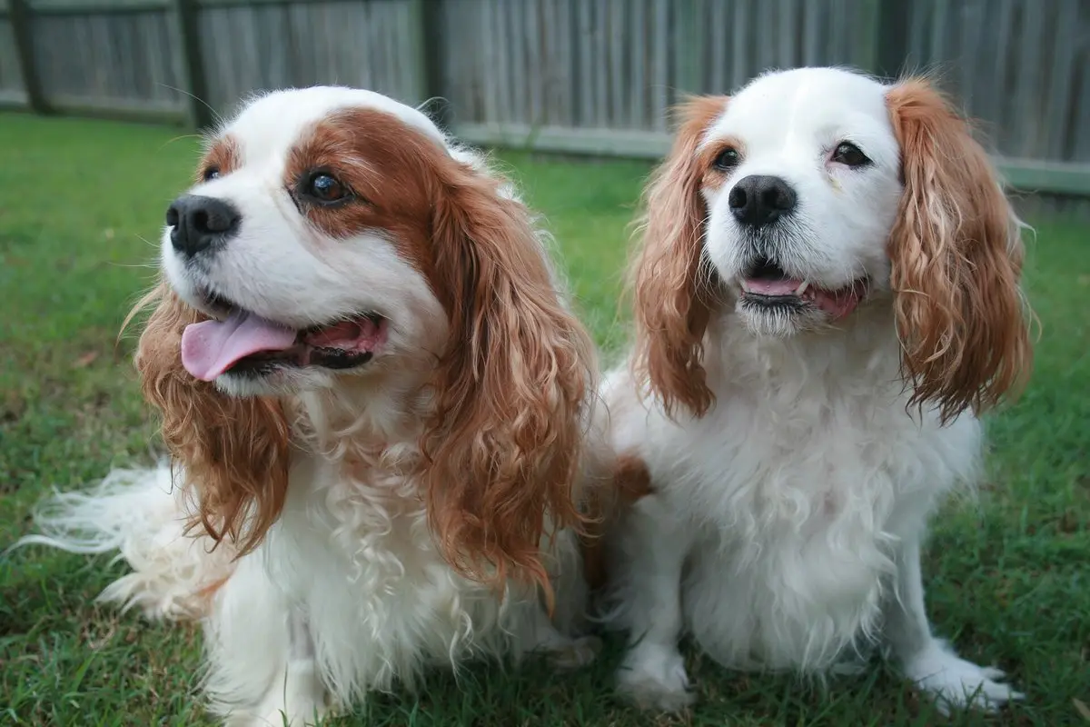 Cavalier King Charles Spaniel: Temperament, Care & Health