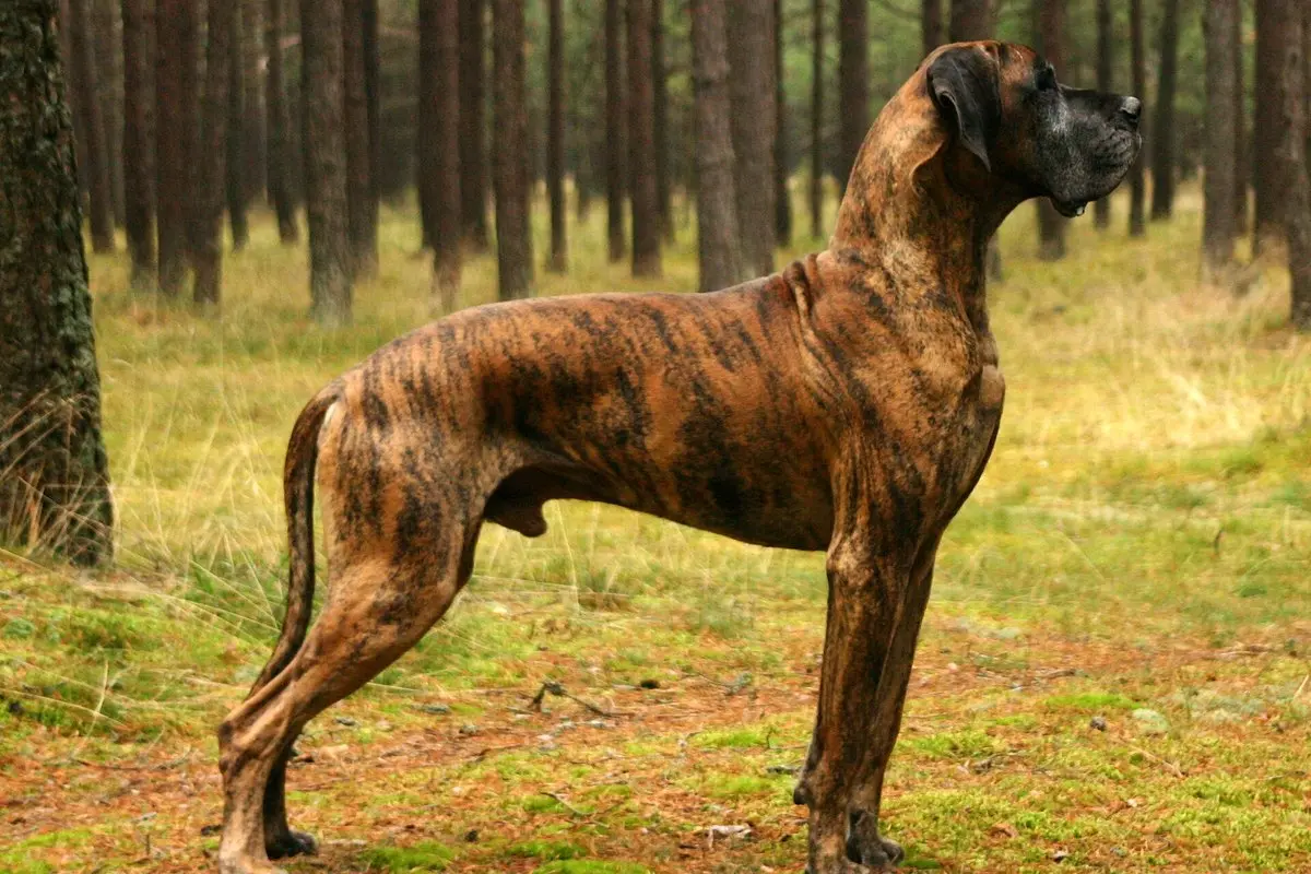 Great Dane: Size, Temperament, Colors & Health