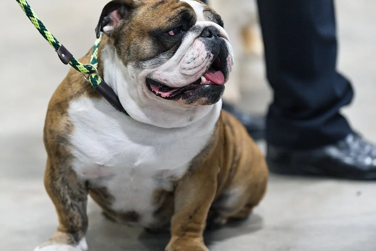 English Bulldog: Temperament, Size, Care & Health