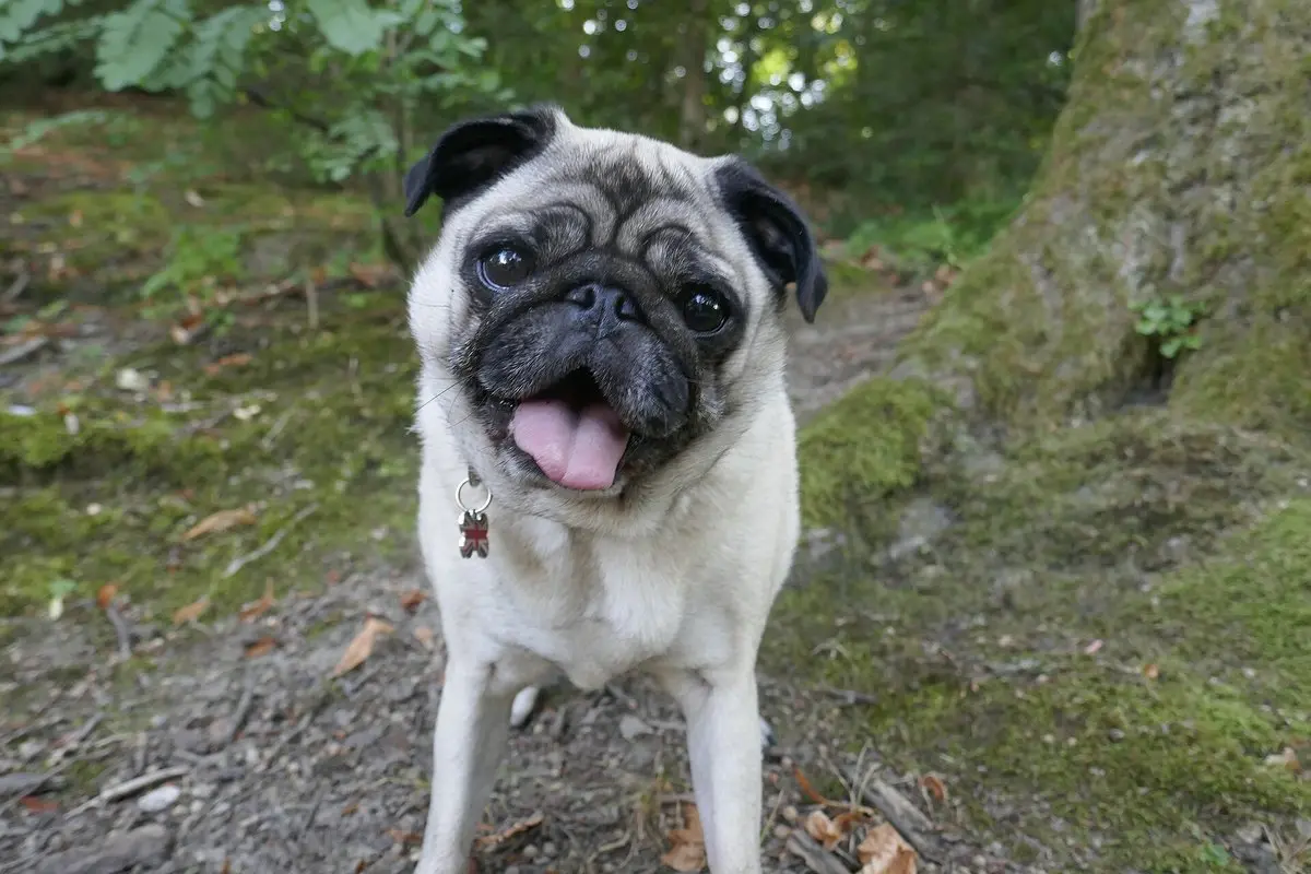 Pug: Temperament, Size, Care & Health Guide