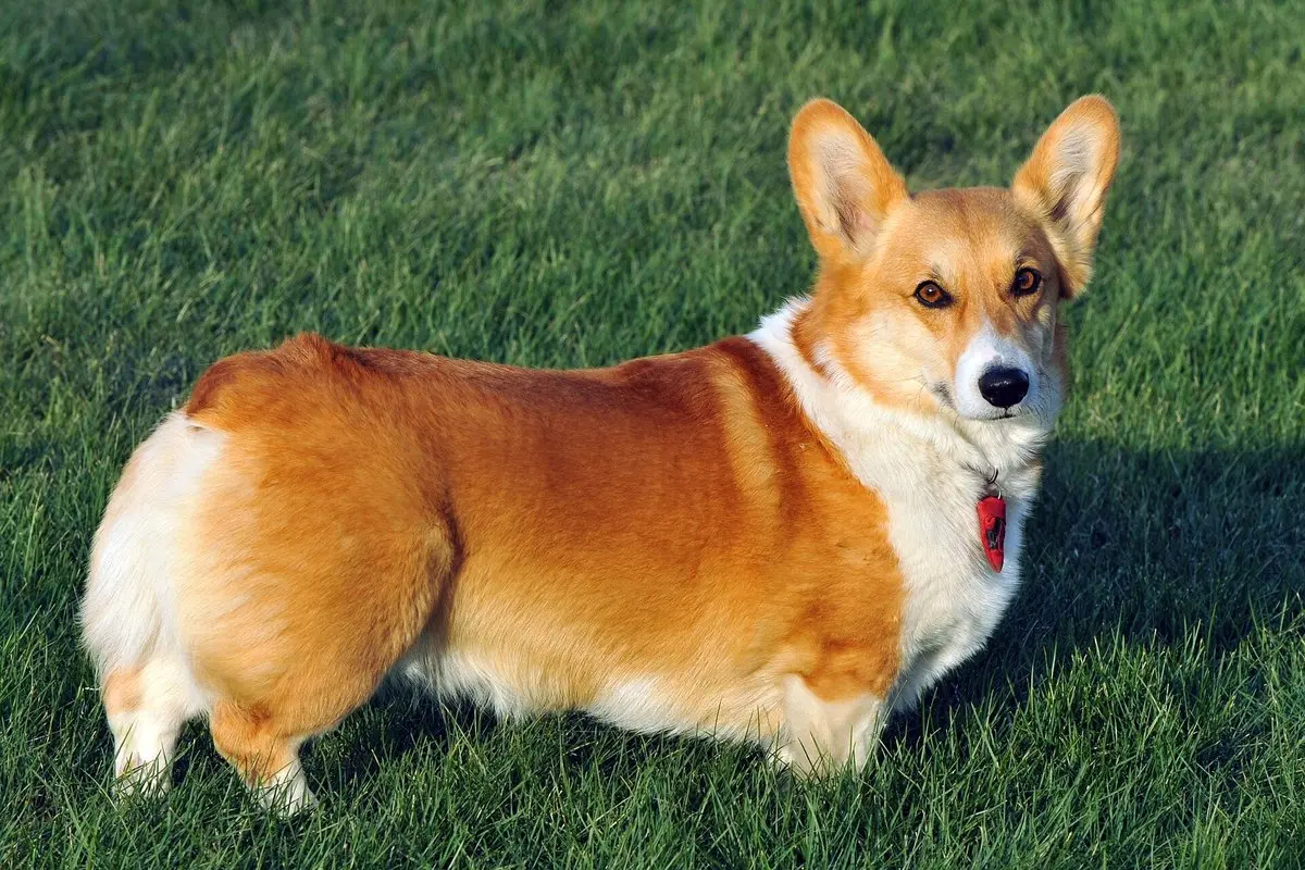 Pembroke Welsh Corgi: Temperament, Size, Care & Health
