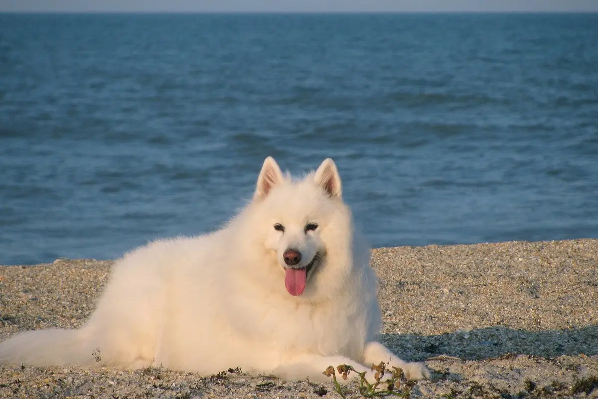 Samoyed Dog: Temperament, Size, Coat Care & Health