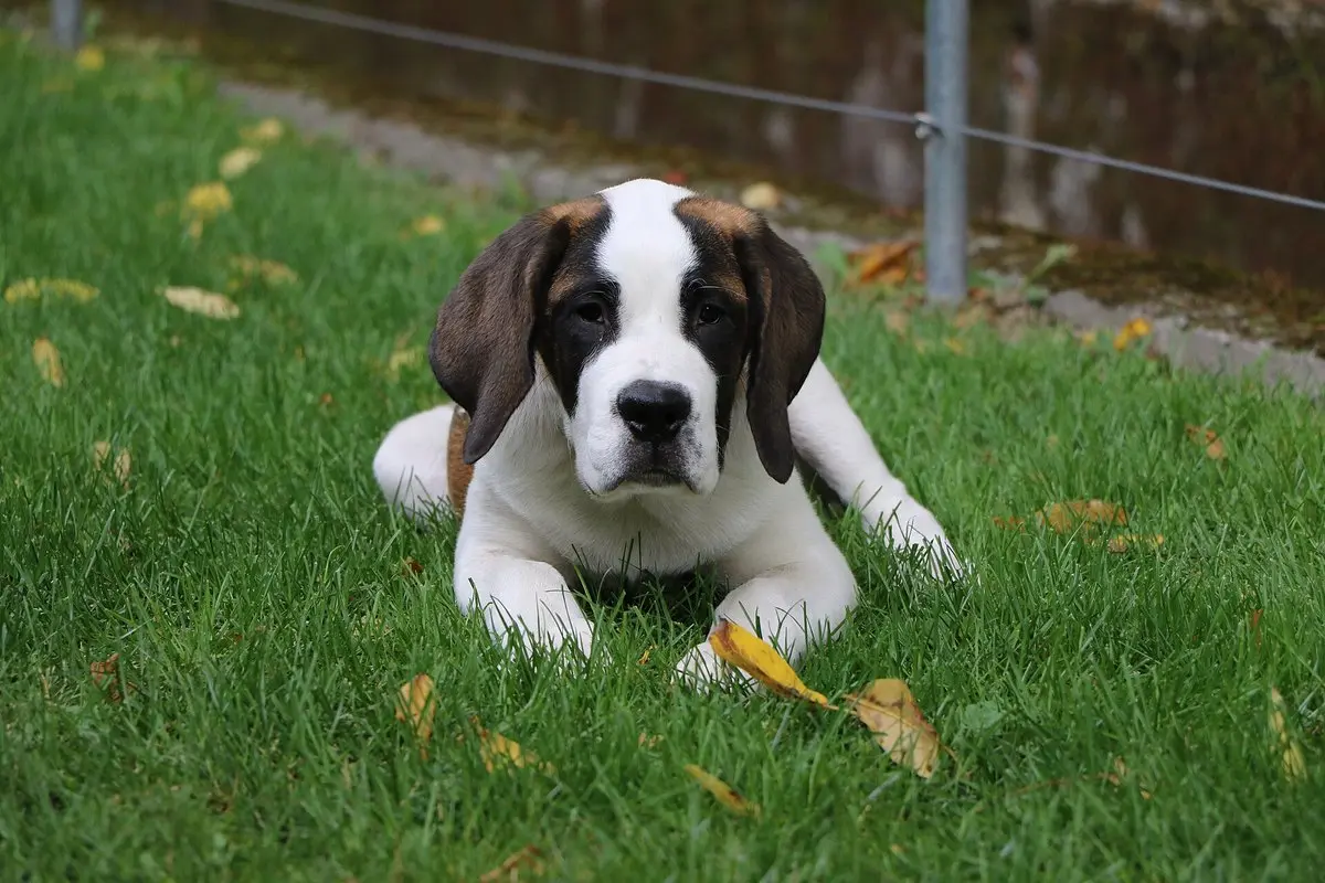 St. Bernard: Temperament, Size, Care & Health