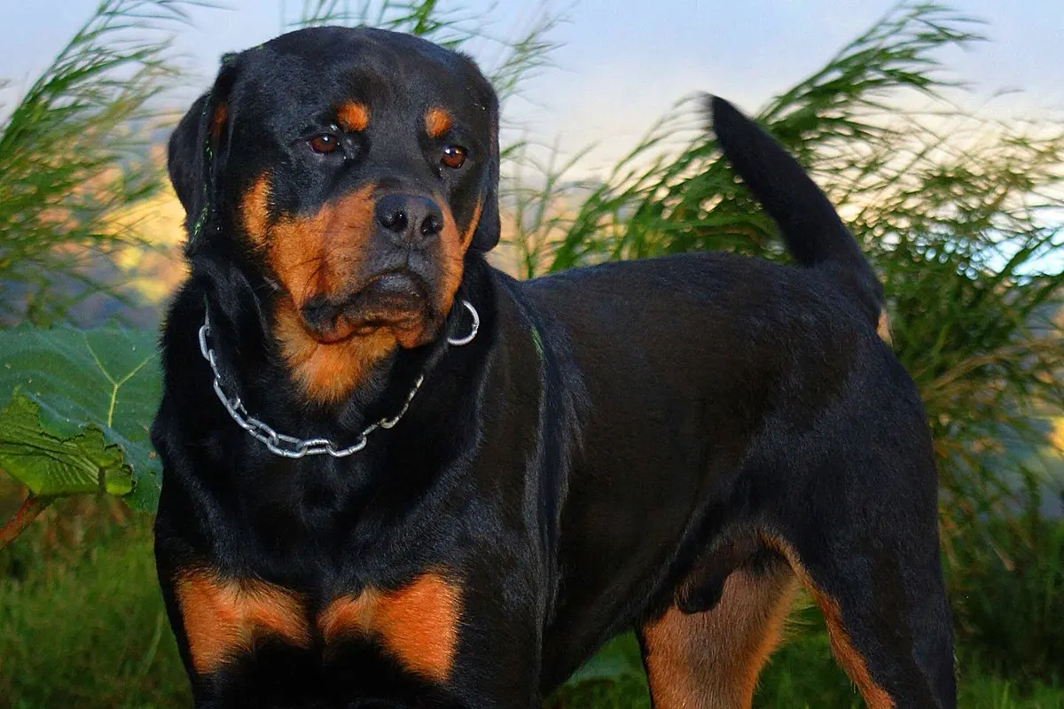 Rottweiler: Temperament, Size, Care & Health