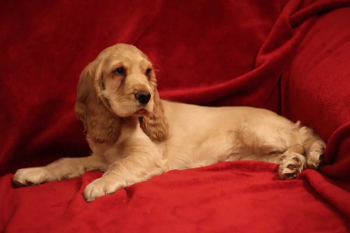 English Cocker Spaniel: Temperament, Size, Care & Health