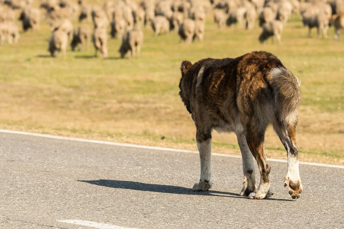 Central Asian Shepherd Dog (Alabai): Size, Temperament & Care