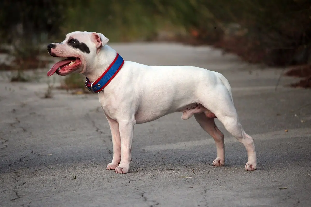 Staffordshire Bull Terrier: Temperament, Size, Care & Health