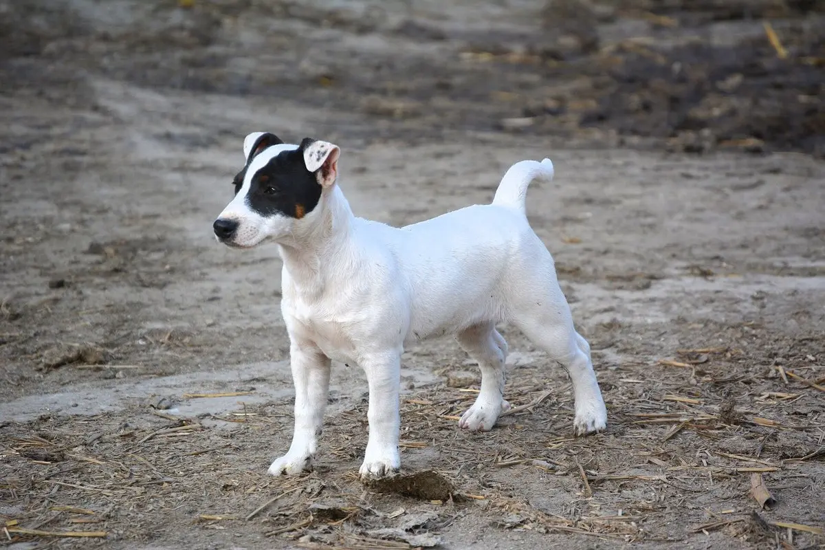 Jack Russell Terrier: Temperament, Size, Care & Health