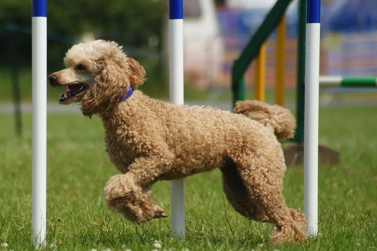 Poodle: Standard, Miniature & Toy – Size, Temperament & Care