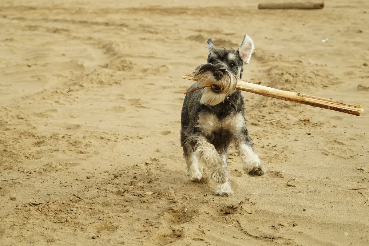 Miniature Schnauzer: Temperament, Size, Care & Health