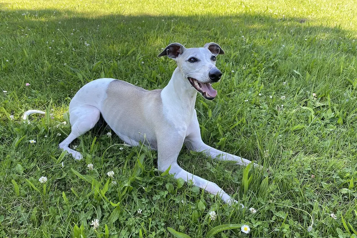 Whippet: Speed, Temperament, Care & Health