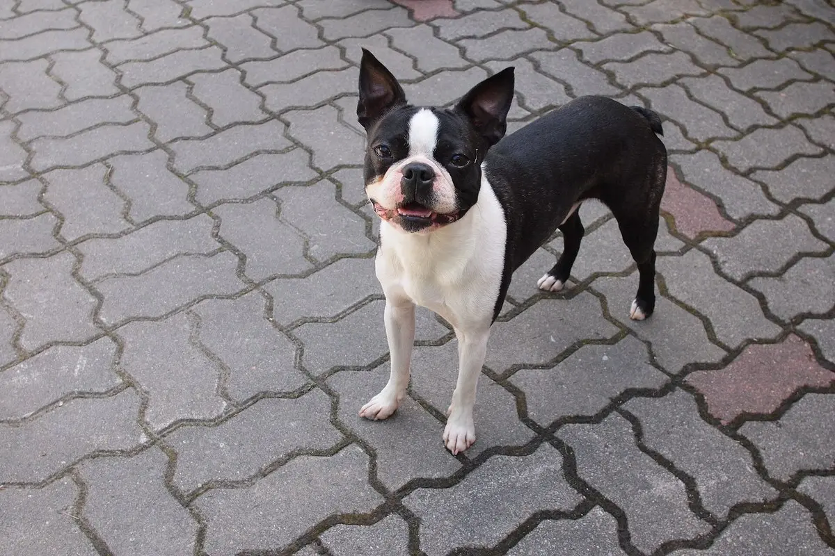 Boston Terrier: Temperament, Size, Care & Health