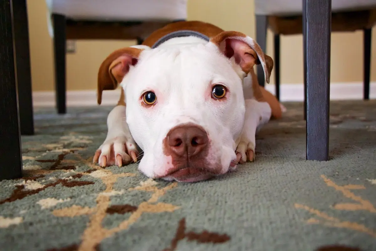 American Pit Bull Terrier: Temperament, Size & BSL Info