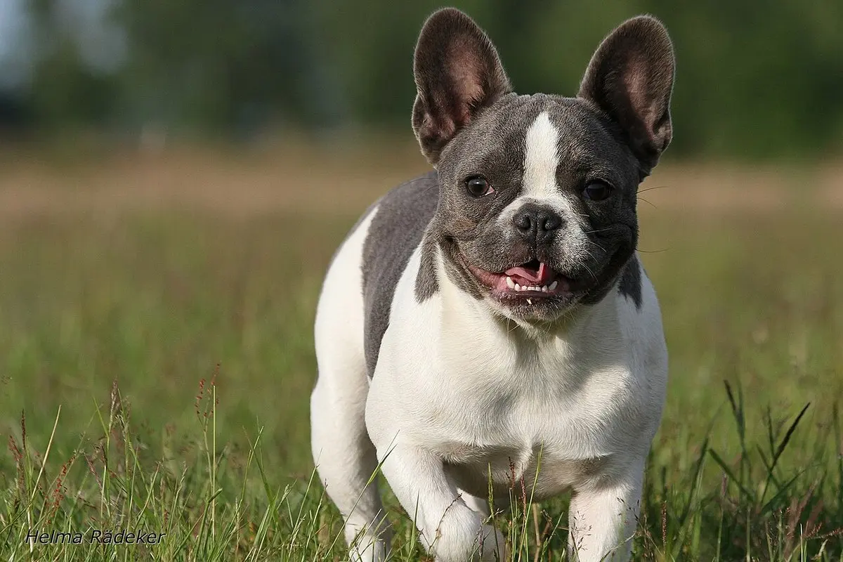 French Bulldog: Temperament, Size, Care & Health