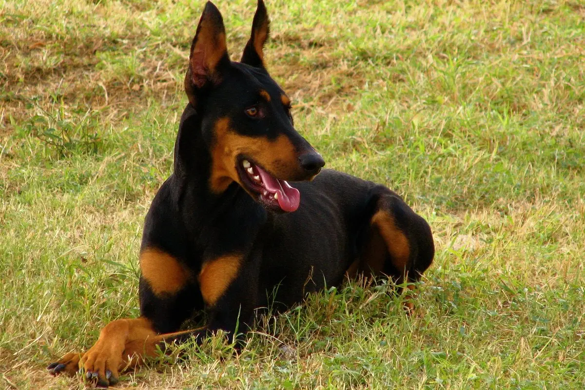 Doberman Pinscher: Temperament, Size, Care & Health