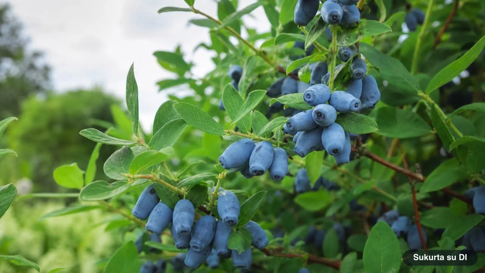 How to Grow Honeyberries: Varieties, Planting, and Harvest