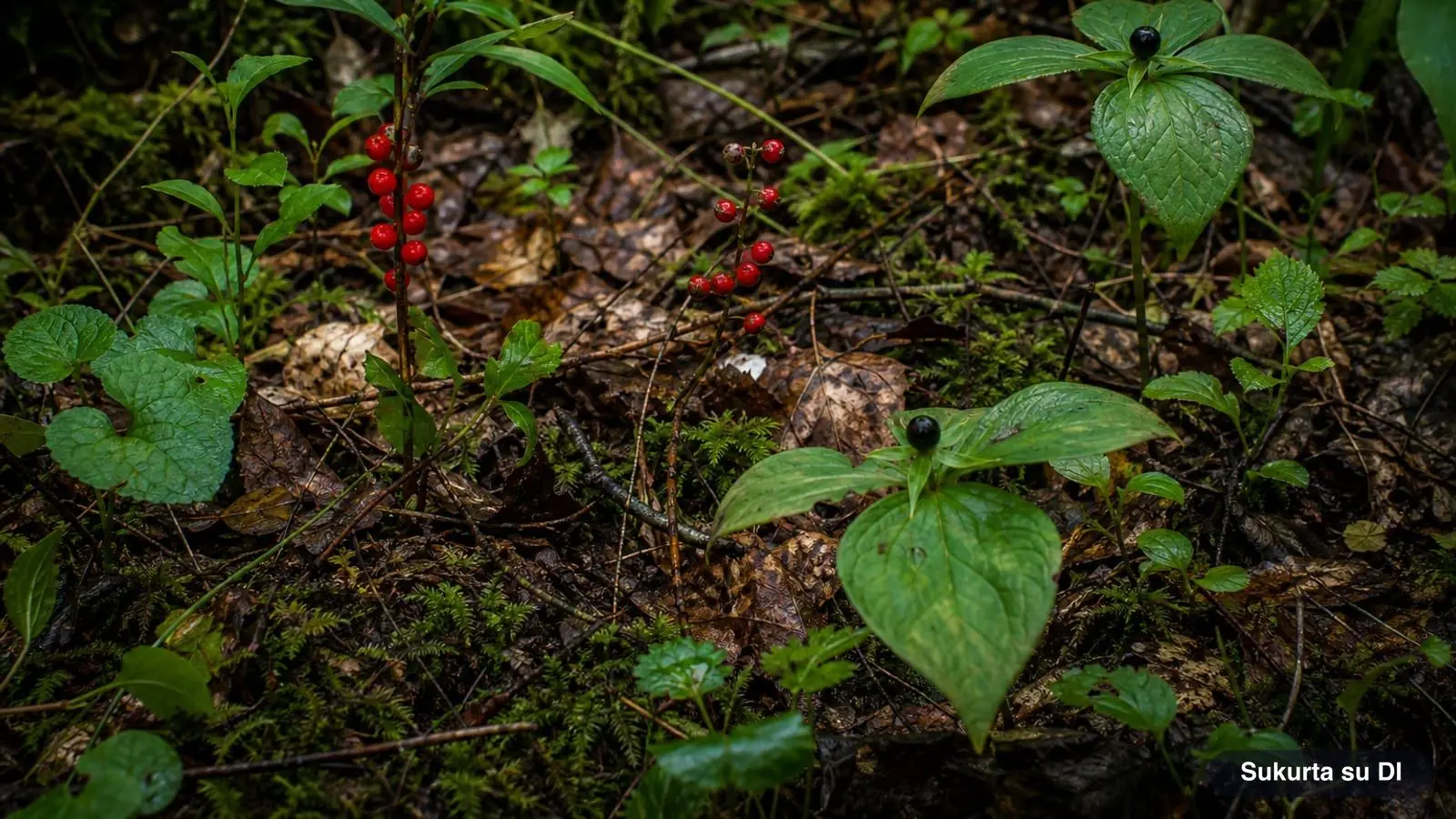 Poisonous Berries: How to Identify Them and What to Do