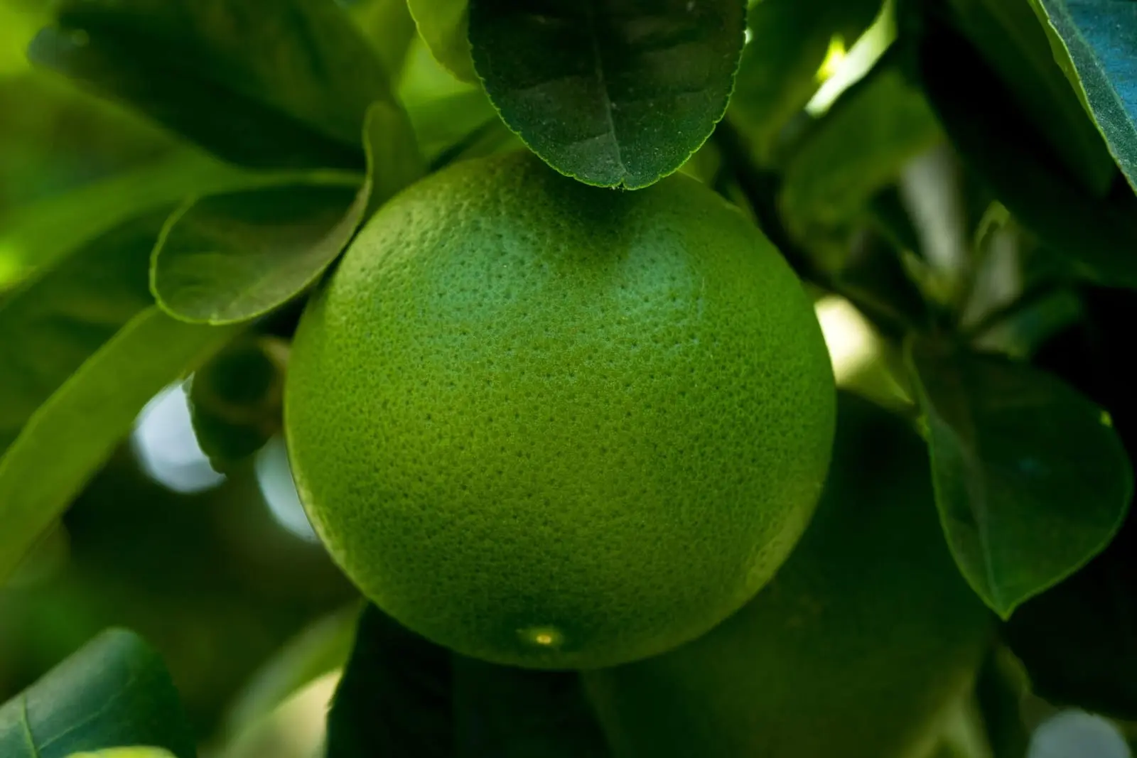 Windowsill Gardening: From Herbs to Exotic Fruit Trees