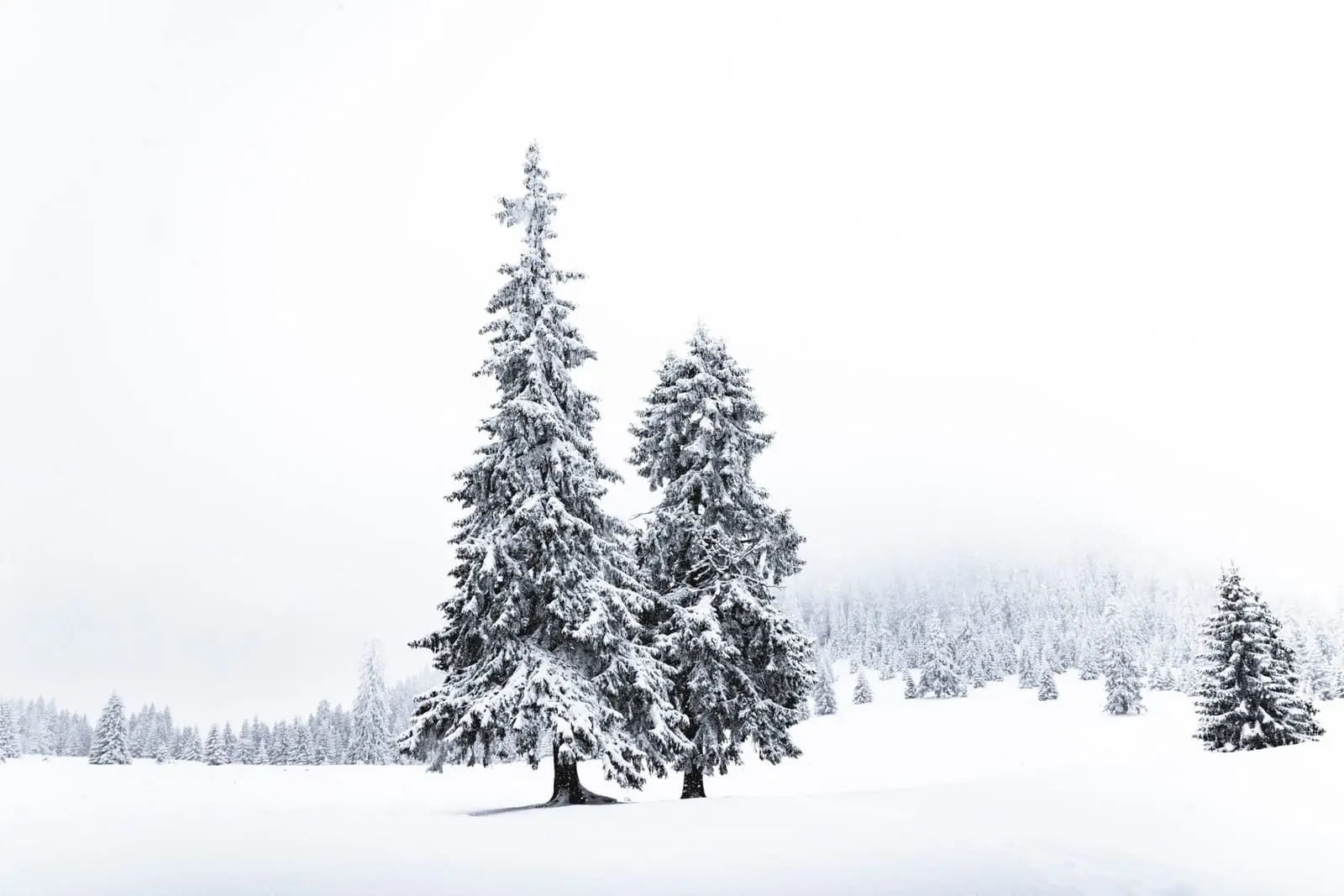 History of Christmas Tree: From Ancient Roots to Modern Symbol