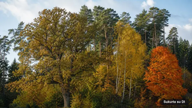 Edge of a mixed forest in autumn: oak, birches, maple, and pines