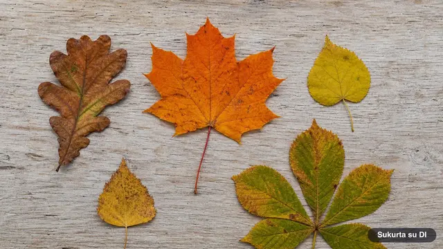 Tree Leaves