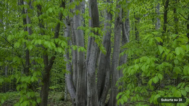 Hornbeam