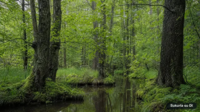 Alder
