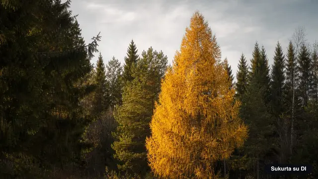 Larch