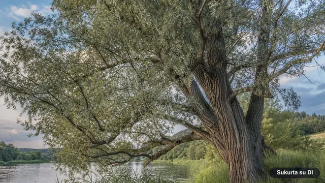 Willows