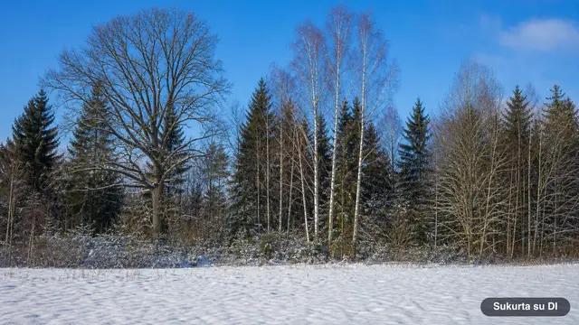 Trees in Winter