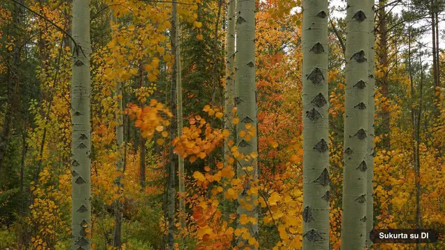 Aspen
