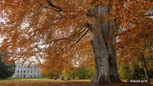Beech