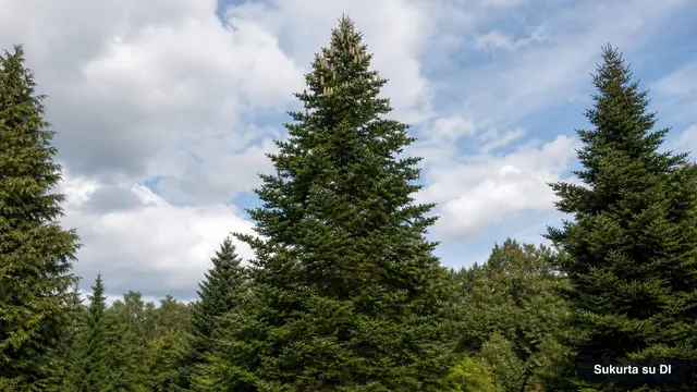 Fir
