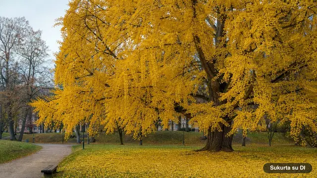 Ginkgo