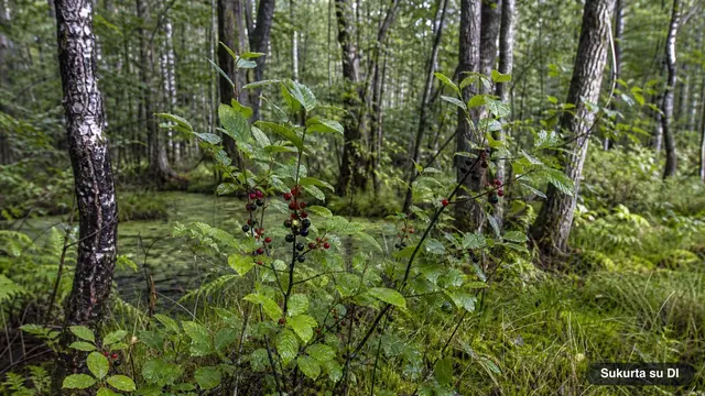 Alder Buckthorn