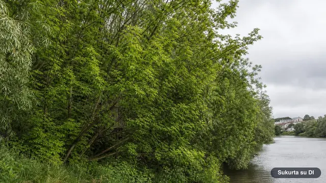 Invasive Trees