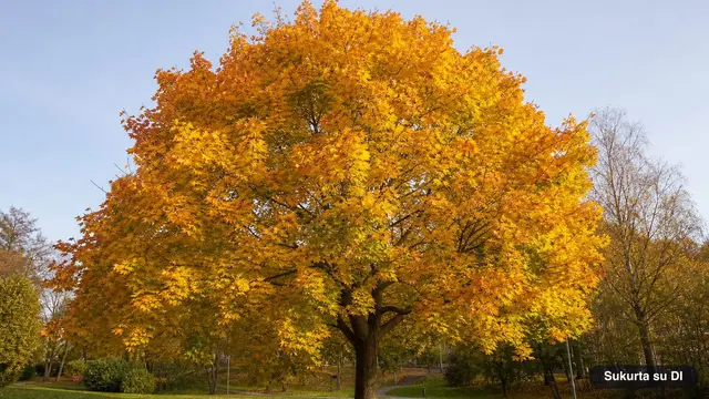 Maple