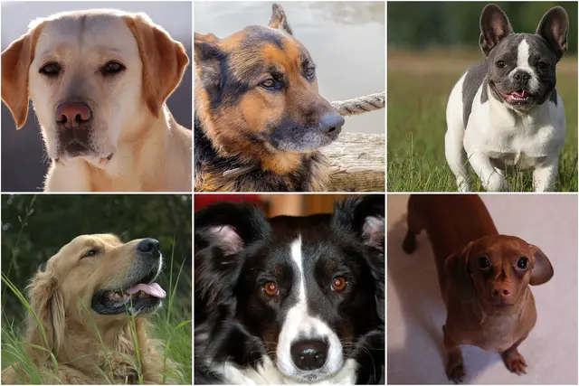 Six dog breeds: Labrador Retriever, German Shepherd, French Bulldog, Golden Retriever, Border Collie, and Dachshund